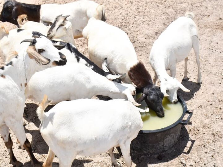 Water project brings relief to drought-hit communities 821621687 4387849344814170 6968546805352923221 n